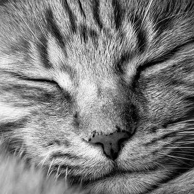 sleep_cat